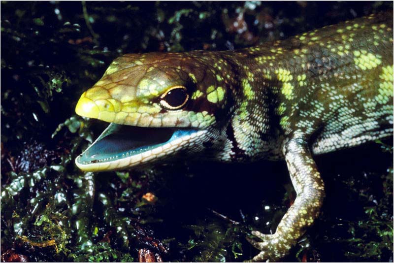 green-blooded skink