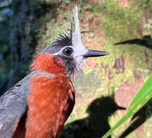 A species of bird that tracks army ants