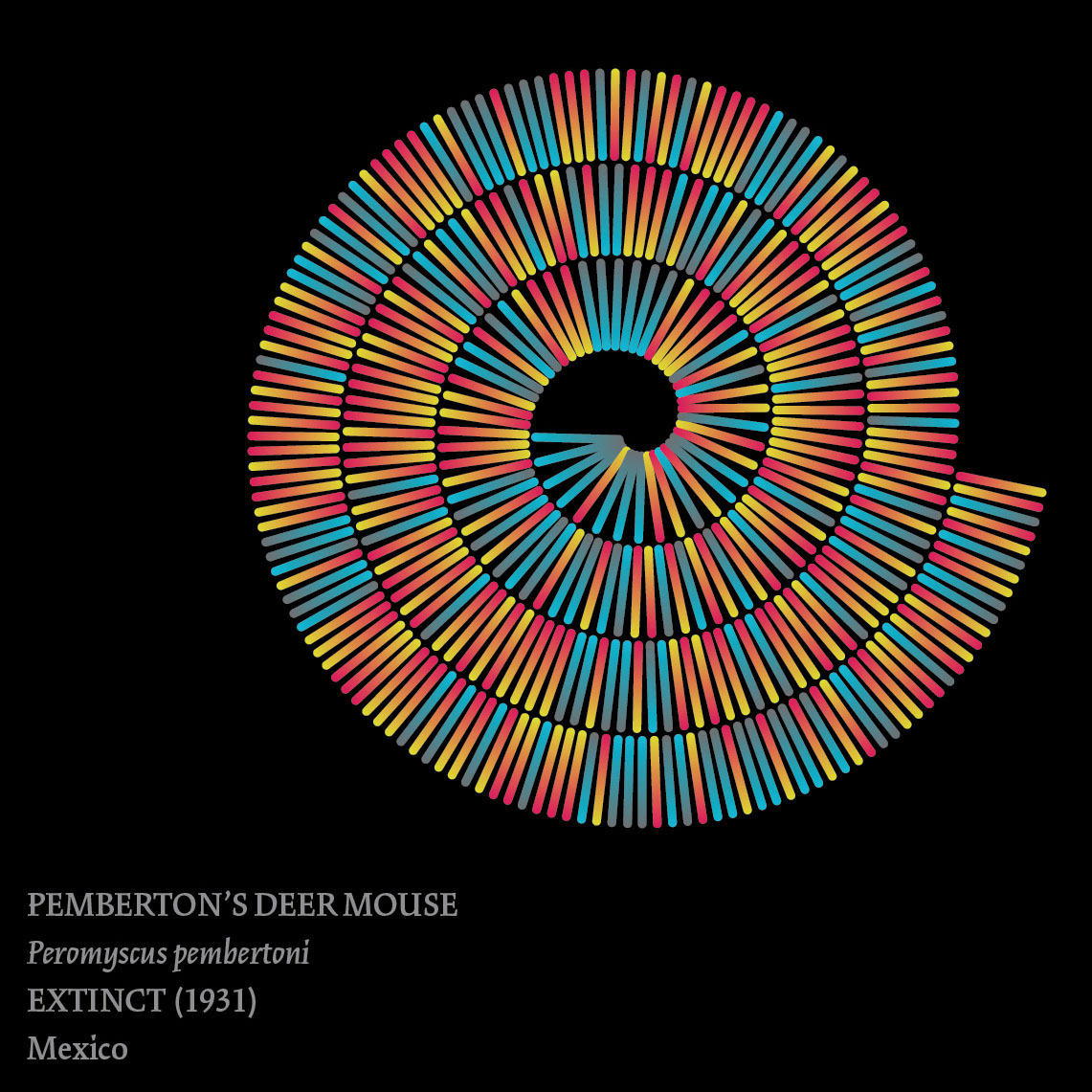 Color-coded representation of the extinct (1931) Pemberton's deer mouse from Mexico