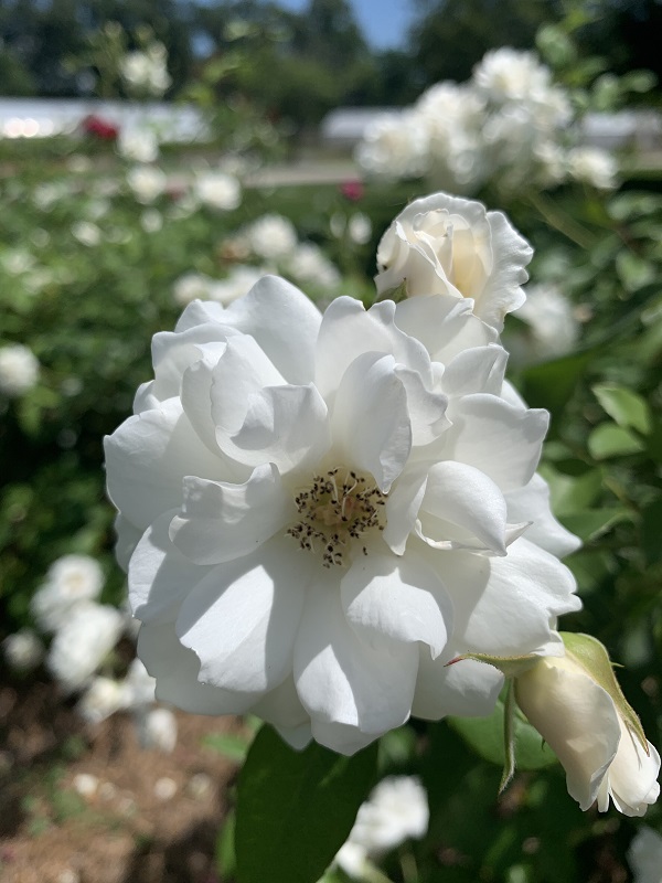 white rose