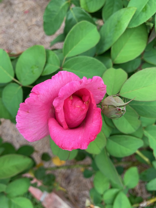 pink rose