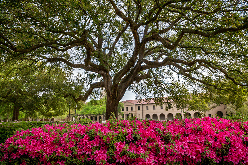 lsu quad