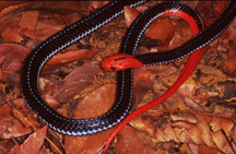 red-headed krait on the ground