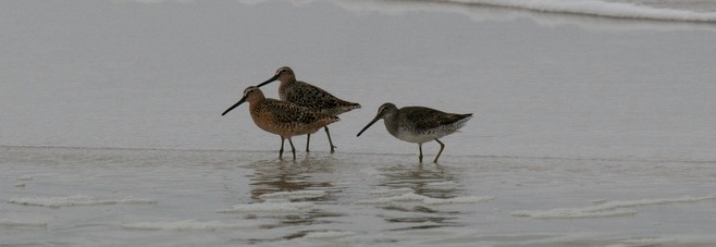 Short-billed Dowitchers