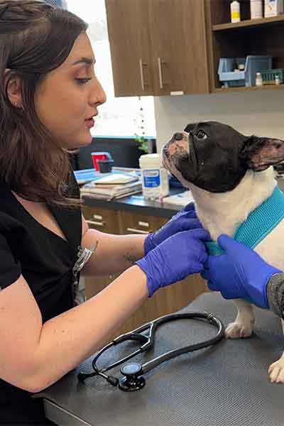 Maxine, a Boston terrier, with technician